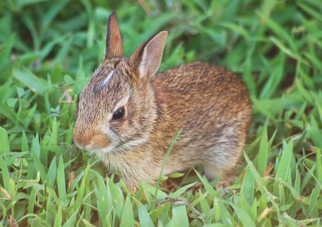 bunnies brown