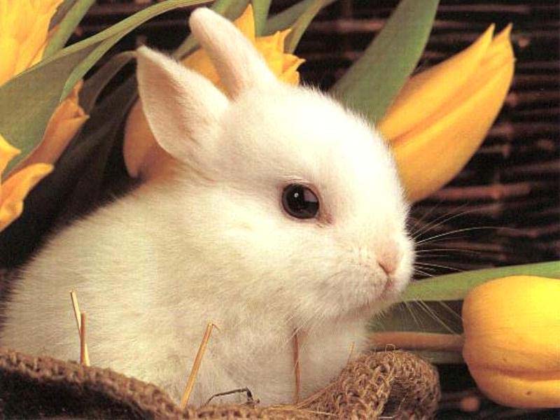 Pictures Of Bunny