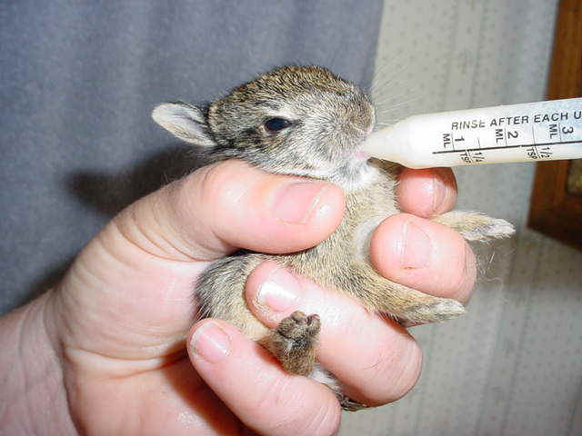 Baby Bunny