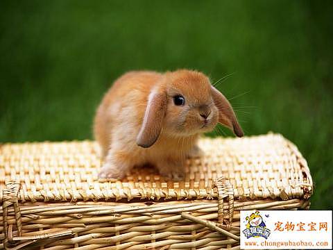 Previous Bunnies of the Week