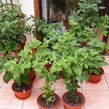 A few of the plants