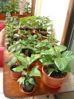 Chillies from much earlier in the year