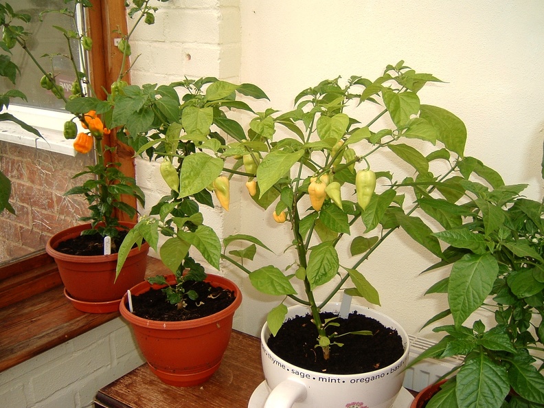 Habanero_Tenzia_and_white_fatali.JPG