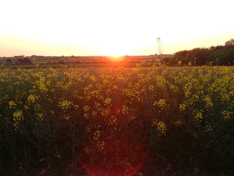 Oil seed rape