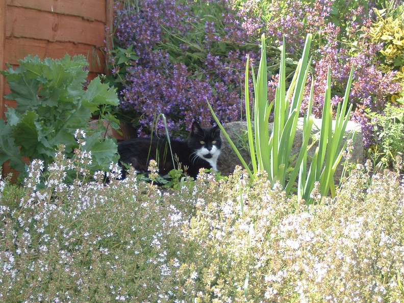 Pea s herb garden