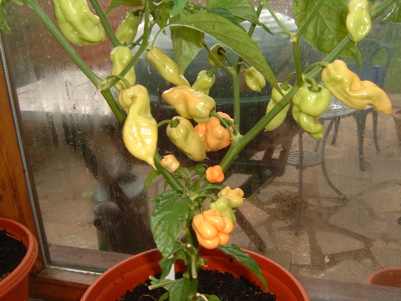 Peach habs starting to ripen