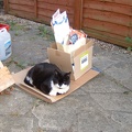Cat ready for recycling