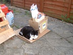 Cat ready for recycling