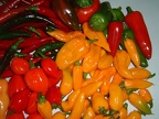 Chilli harvest