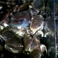 Crabs in a tank at Beesands