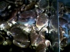 Crabs in a tank at Beesands