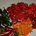 The chilli harvest