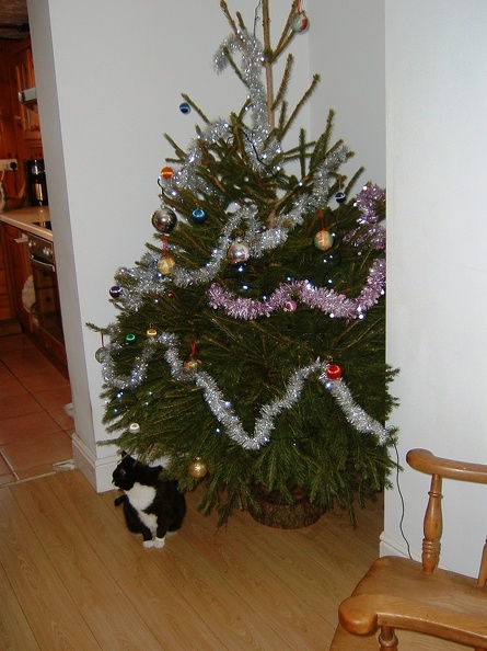 Christmas tree and Pea