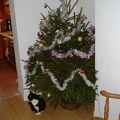 Christmas tree and Pea