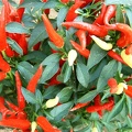 More chillies