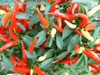 More chillies