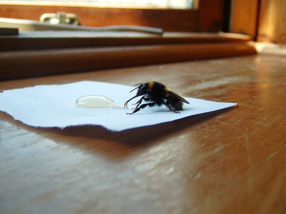 A bee we rescued with honey