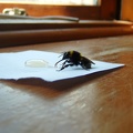 A bee we rescued with honey