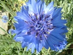 Cornflower