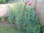 Cornflowers and poppies