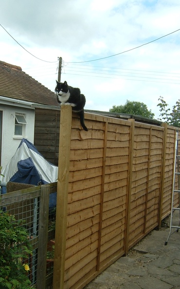 Pea takes up fencing 001