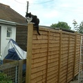 Pea takes up fencing 001