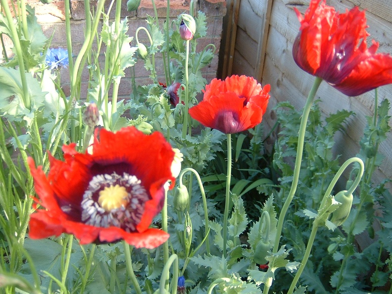 Poppies