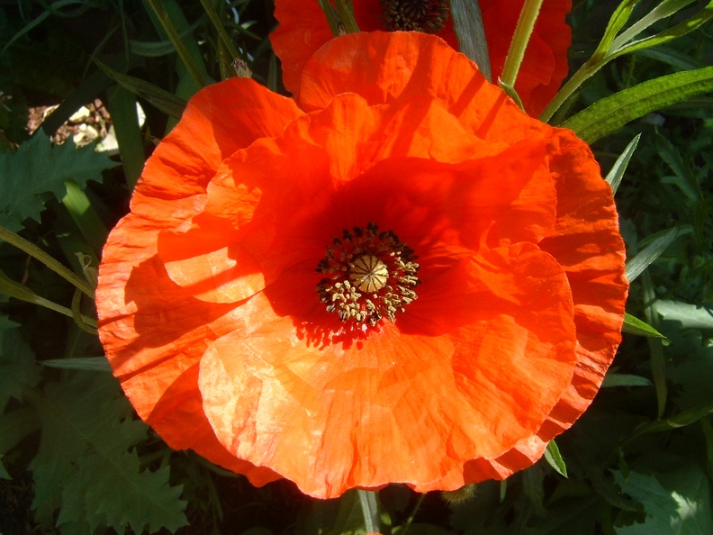 Poppy 001