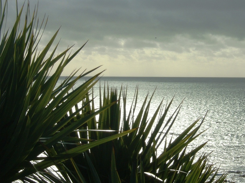 Palm and view