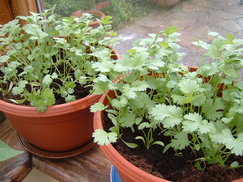 Coriander