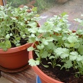 Coriander.JPG