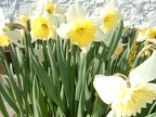 Daffs