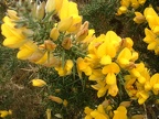 Gorse