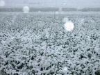 DSCF0048