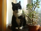 Pea looking thoughtful