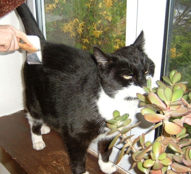 The serious business of a Pea combing