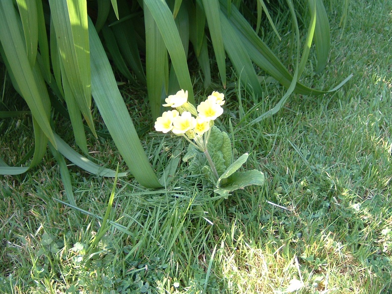 Cowslip