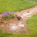 A visiting partridge