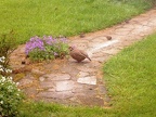 A visiting partridge