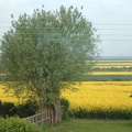 Is there enough oilseed rape here