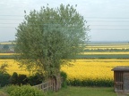 Is there enough oilseed rape here