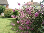 Nice pink flowers