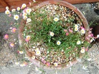 Nice pot of daisies