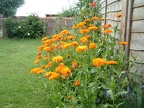 Pot marigolds