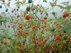 At the South Devon Chilli Farm