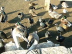 Feeding the beaks