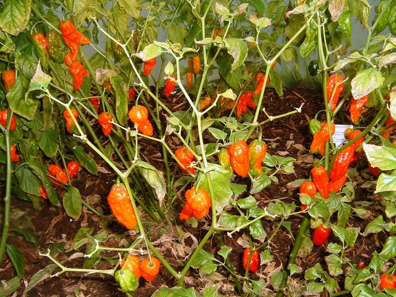 Habaneros at the SCDF