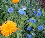 Cornflowers  amp  Pot Maris