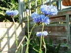 Cornflowers early morning