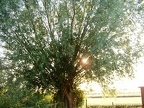 Evening sun at Hare Hill